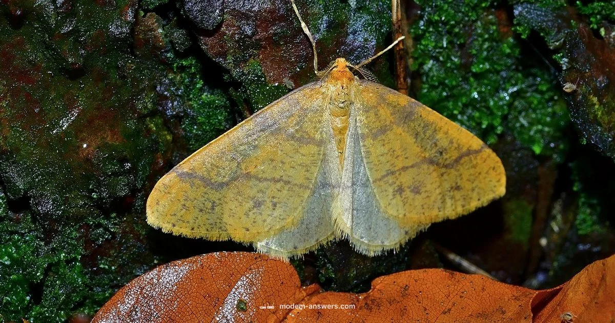 Modem Antenna Basics - Modem Answers